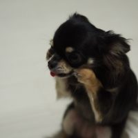 謝る犬